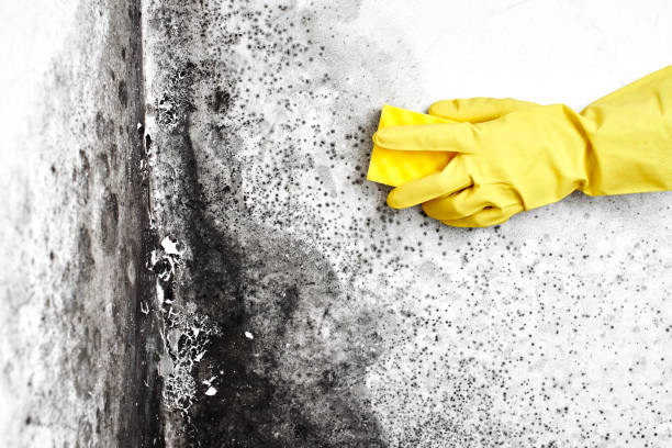Best Office Mold Removal Services  in Eagle, WI