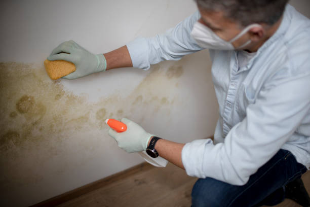 Best Mold Damage Repair  in Eagle, WI
