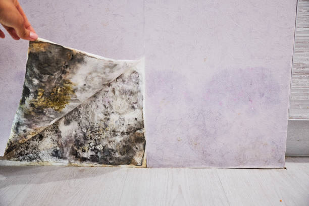 Best Black Mold Removal  in Eagle, WI